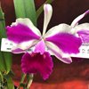 Lc Remo Prada 'Crown'2